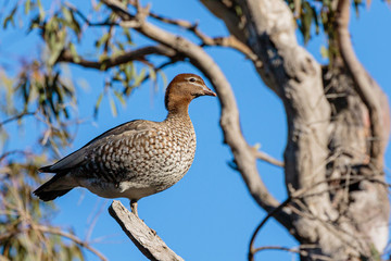 Australian Wood Duck female