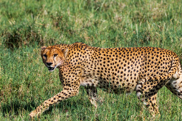 Male cheetah on the prowl
