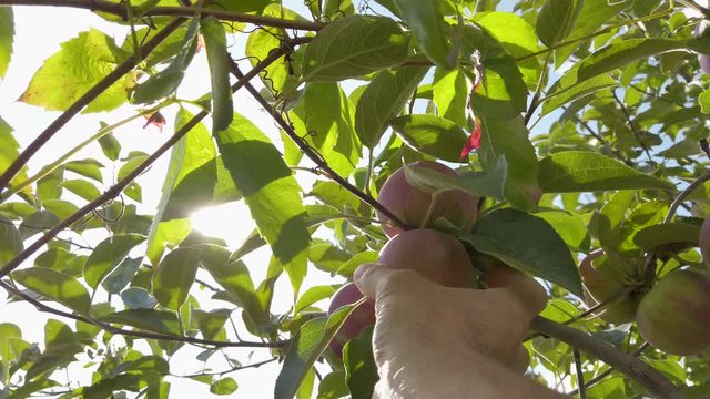 Man reaches to pick fresh apples from tree. Farmer harvesting apples at local orchard on a beautiful sunny day.