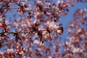 cherry blossom
