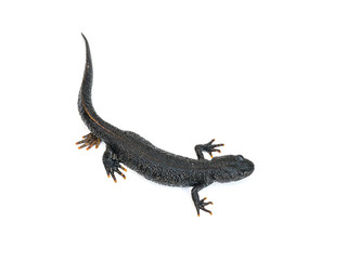 Black Triton lizard with tucked leg isolated on white background. The view from the top.