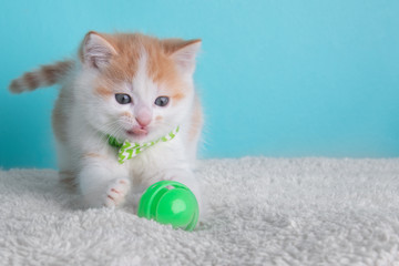 Orange White Kitten Cat Wearing Bow Tie Striped Green Playing Portrait Pet Cute Costume Fluffy Tongue Silly Paw Action Collar Ball Blue Background
