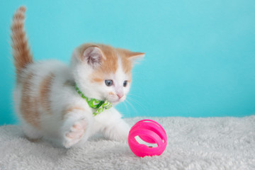 Fototapeta na wymiar Orange White Kitten Cat Wearing Bow Tie Striped Green Playing Portrait Pet Cute Costume Fluffy Pink Action Silly Paw Ball Blue Background