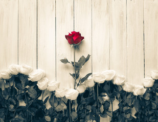 Single red rose out standing from wave shape of white roses on white wooden background. Love concept.