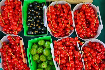 Colorful mixed currant berries in square containers at the farmers market