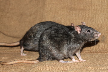  Two gray rats on the side.