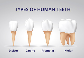 Types of Human Teeth, Human bone anatomy, 3D Realistic design vector.