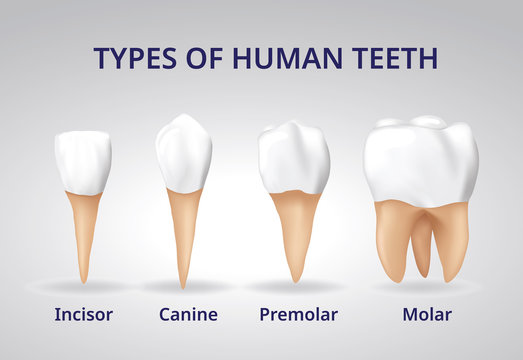 Types of Human Teeth, Human bone anatomy, 3D Realistic design vector.