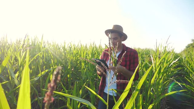 smart farming concept slow motion video. Agronomist man holds tablet touch pad computer in the corn field is studying and examining crops before harvesting. lifestyle Agribusiness concept. male farmer