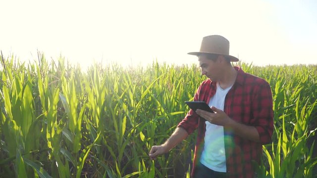 smart farming concept slow motion video. man agronomist holds tablet touch pad computer in the corn field is studying and examining crops before harvesting. Agribusiness concept. male farmer lifestyle