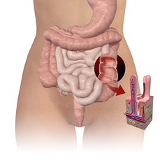 Ilustración 3D del Aparato Digestivo