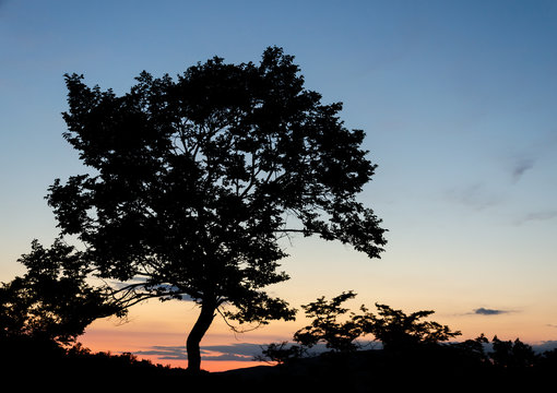 The silhouette of a tree at sunset.