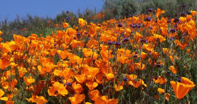 4k California Poppies Super Bloom
