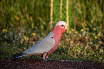 Australia red cockatoo bird in a park