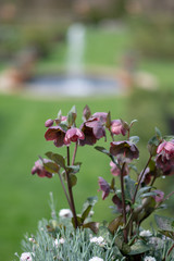 flower in the garden