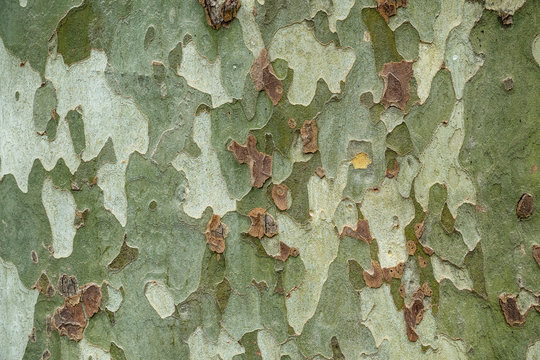 The closeup of a sycamore's tree bark.