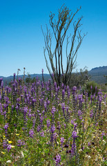field of flowers in the desert in Joshua Tree National Park, California