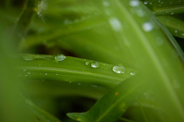 Scenery of leaves with dew after rain and nature images