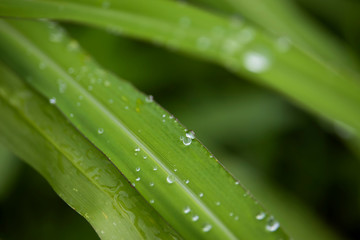 Scenery of leaves with dew after rain and nature images