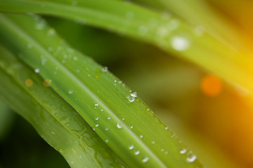 Scenery of leaves with dew after rain and nature images