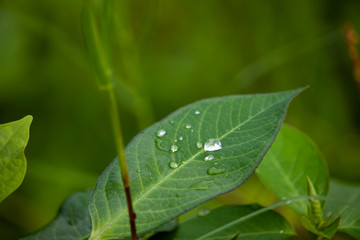 Scenery of leaves with dew after rain and nature images