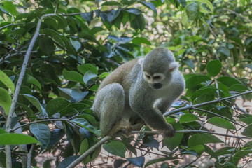 mono pequeño en un árbol 