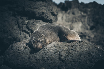 Sea Lion on a rock, new zealand