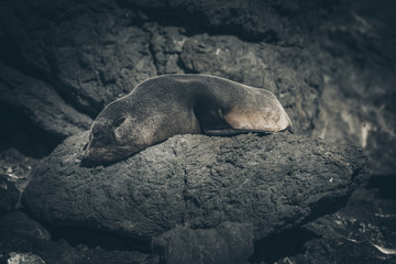 Fototapeta premium Sea Lion on a rock, new zealand