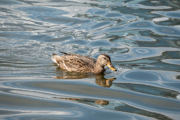 Duck swims in the pond.