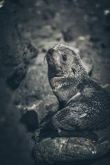 Sea Lion on a rock, new zealand