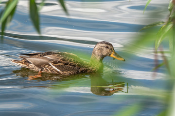 Duck swims in the pond.
