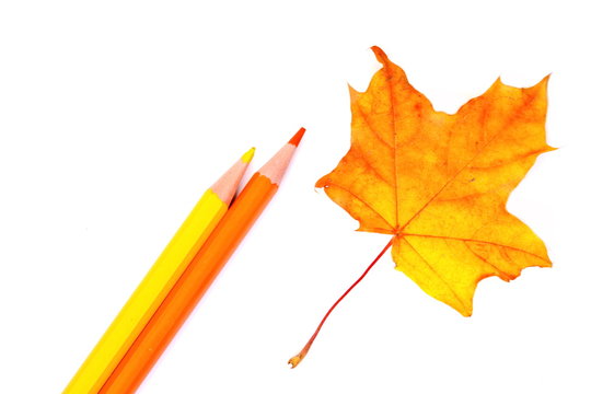 Red yellow and orange autumn maple leaf next color wooden pencils for painting fall leaves on white background