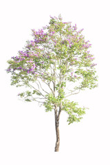 tree isolated on white background