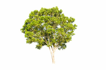 isolated green tree on white background