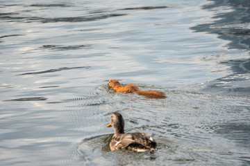 An unusual squirrel swims in a pond with a duck.