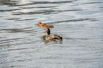 An unusual squirrel swims in a pond with a duck.