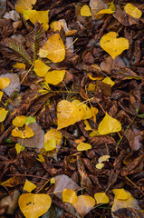 leaves autumn 