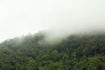 Morning fog in green tropical rainforest.