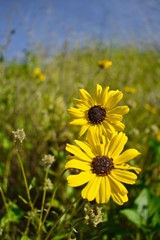 Yellow flowers black center isolated black eyed susan green grass blue sky bright sun spring