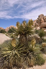 Fototapeta na wymiar Yucca plants Joshua tree national park desert plants