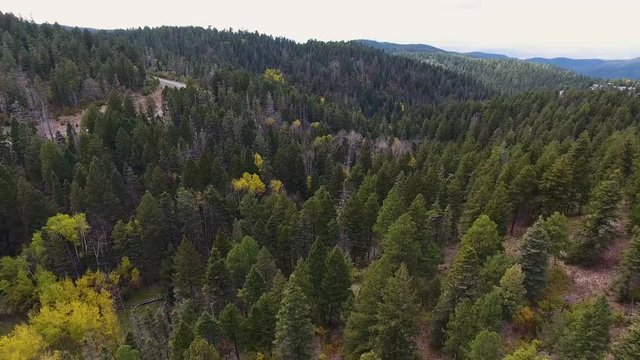 Aerial view of leaves changing in the forest.