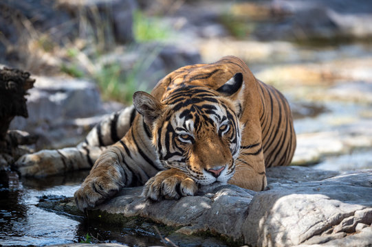 bengal tiger in nature habitat. Wildlife scene with danger animal. Head shot of tiger. Dry forest male tiger angry Eyes Expression resting on rocks, Panthera tigris at Ranthambore national park, india