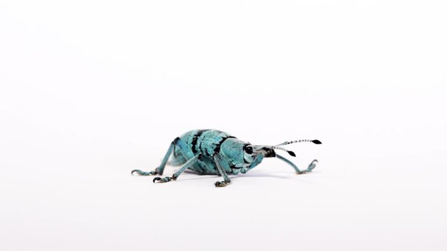 Panning shot of blue weevil genus Eupholus isolated on white, macro