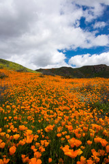 Fototapeta premium poppy super bloom in Lake Elsinore in southern california