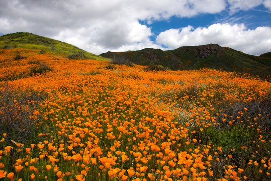 Golden poppy superbloom in Walker Canyon in southern california