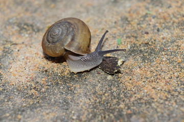 Close-up of snails moving slowly