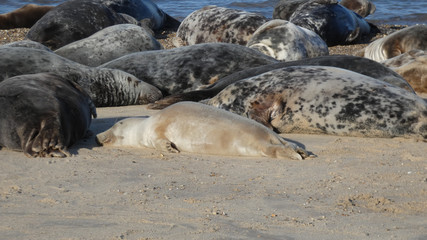 Fototapeta premium Grey Seal Calf just been born at Horsey Bay beach in Norfolk England
