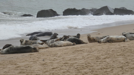 Grey Seal colony after lunch waiting for the tide to go out in England