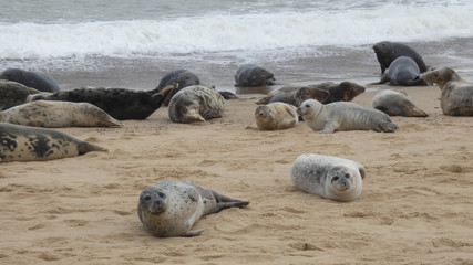 Grey Seal colony invading a beach in England
