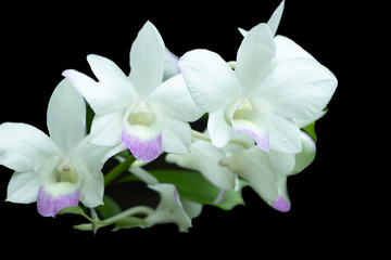 Fototapeta na wymiar White orchids and black backgrounds.